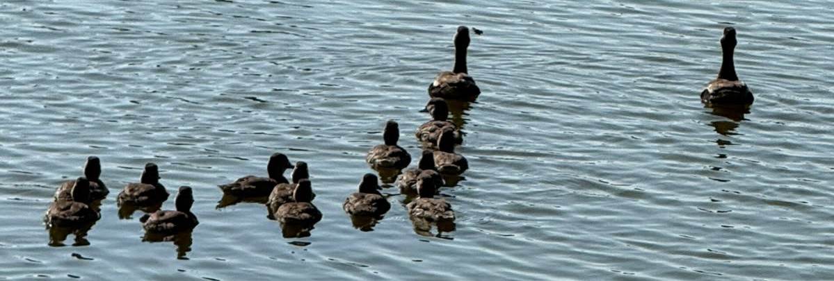 Aves silvestres en un cuerpo de agua de la zona