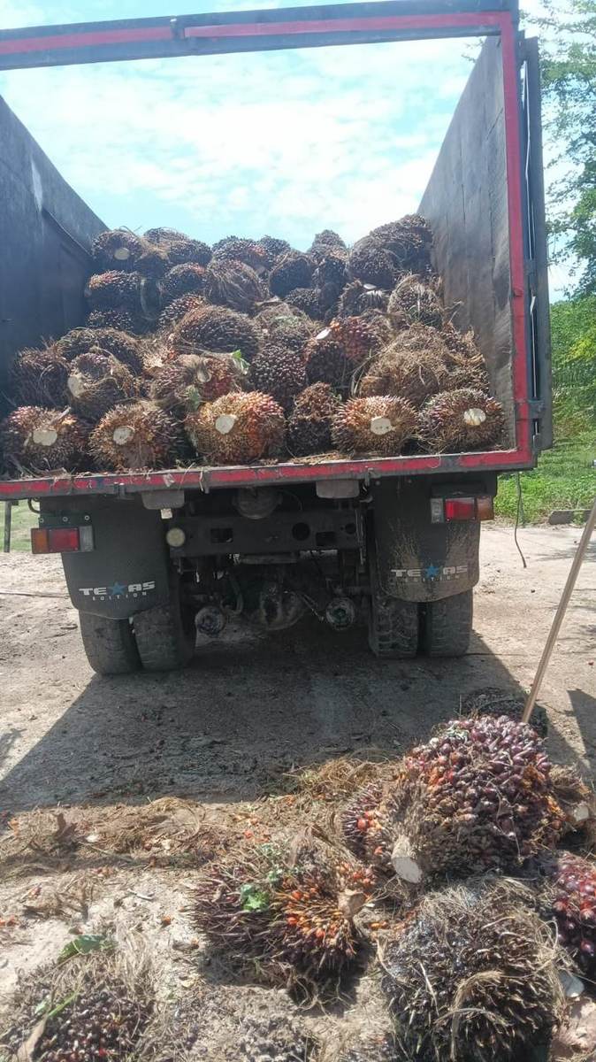 Camión cargado de fruto de palma