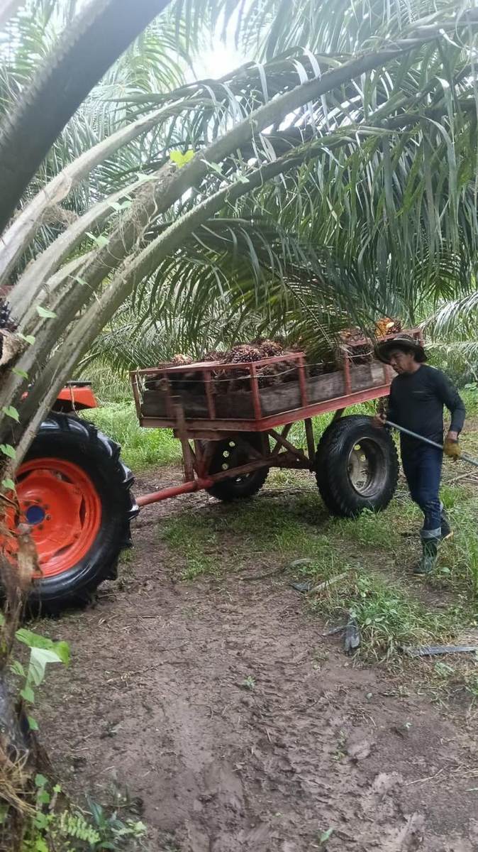 Cosecha de racimos con tractor y carreta