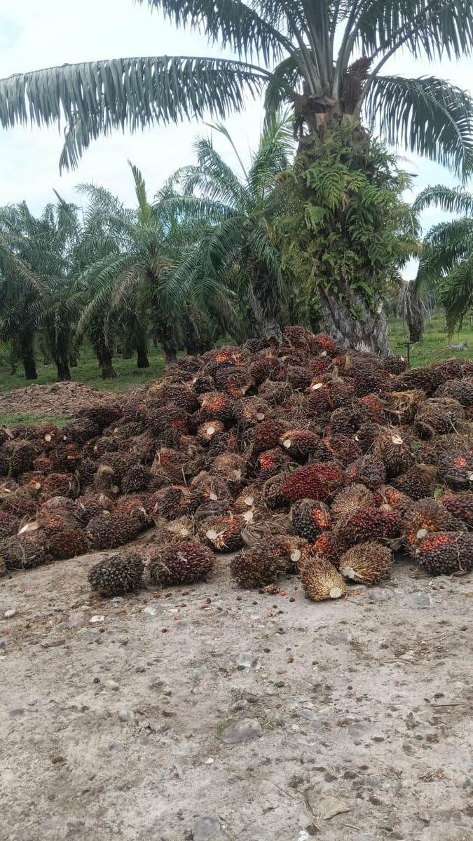 Racimos de fruta fresca acumulados en campo