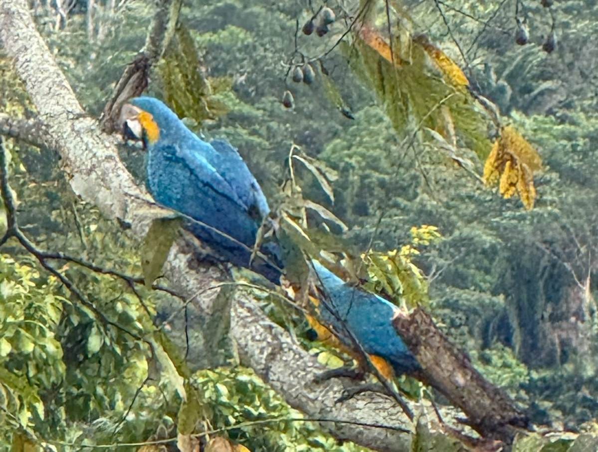 Guacamayas en un árbol de la zona de influencia