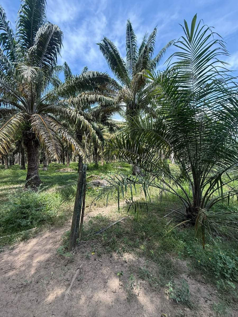 Plantación joven de palma de aceite