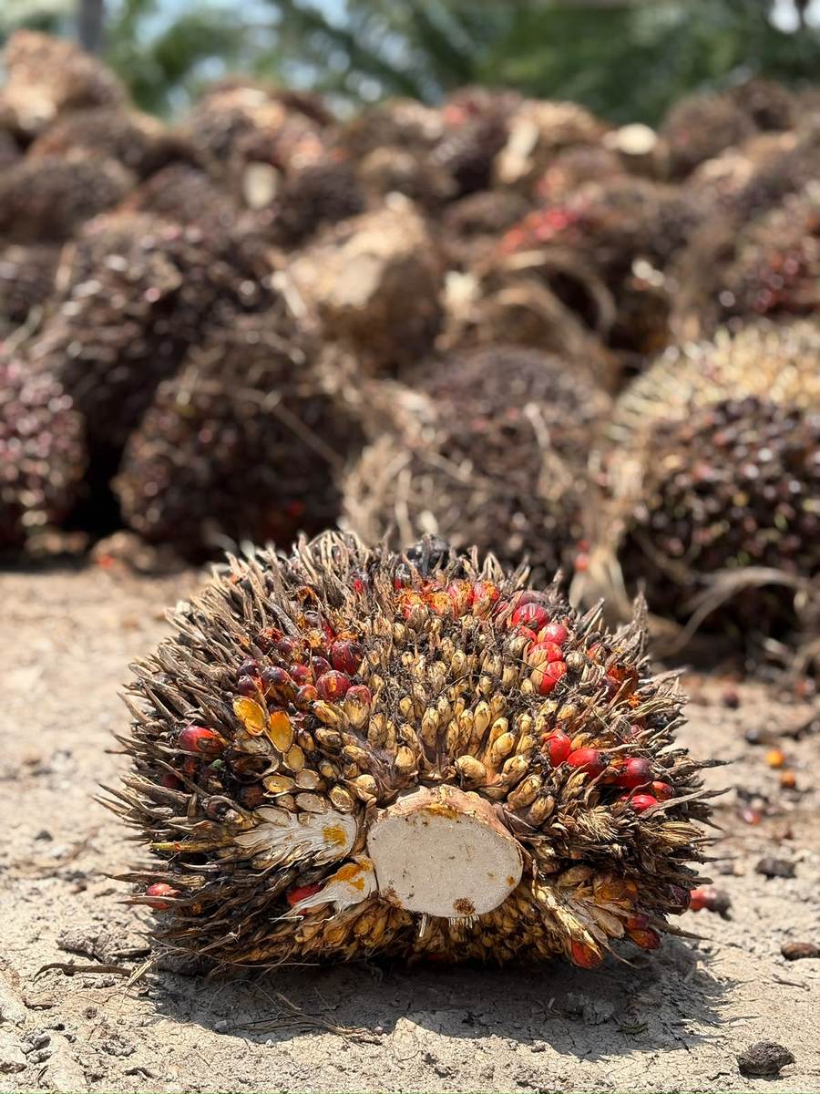Racimo de fruta fresca de palma de aceite recién cosechado