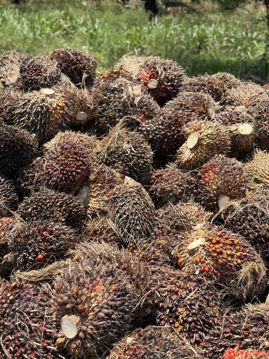 Racimos de fruta fresca listos para despacho